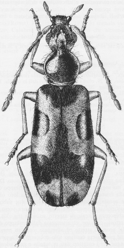 Notoxus brachycerus e Notoxus lonai, Anthicidae